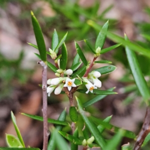 Monotoca scoparia at Blue Mountains National Park - 17 Apr 2024 07:26 AM