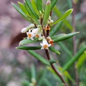 Monotoca scoparia at Blue Mountains National Park - 17 Apr 2024