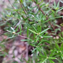 Monotoca scoparia at Blue Mountains National Park - 17 Apr 2024 07:26 AM