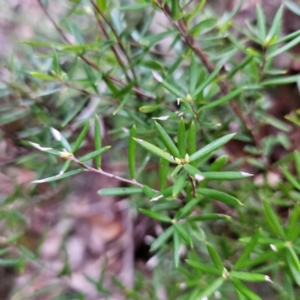 Monotoca scoparia at Blue Mountains National Park - 17 Apr 2024