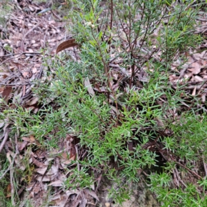 Monotoca scoparia at Blue Mountains National Park - 17 Apr 2024