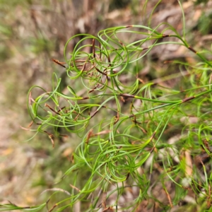 Caustis flexuosa at Blue Mountains National Park - 17 Apr 2024