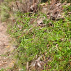 Caustis flexuosa at Blue Mountains National Park - suppressed