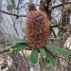 Banksia serrata (Saw Banksia) at Blue Mountains National Park, NSW - 16 Apr 2024 by MatthewFrawley