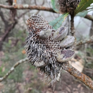 Banksia serrata at Blue Mountains National Park - 17 Apr 2024 07:19 AM