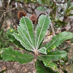 Banksia serrata at Blue Mountains National Park - 17 Apr 2024 07:19 AM