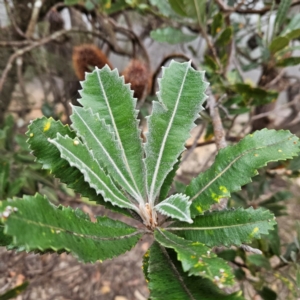 Banksia serrata at Blue Mountains National Park - 17 Apr 2024