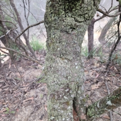 Banksia serrata at Blue Mountains National Park - 17 Apr 2024