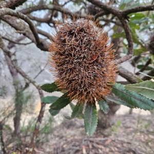 Banksia serrata at Blue Mountains National Park - 17 Apr 2024 07:19 AM