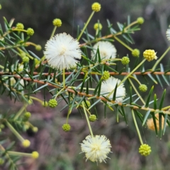 Acacia ulicifolia (Prickly Moses) at Blue Mountains National Park - 17 Apr 2024 by MatthewFrawley