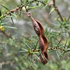 Acacia ulicifolia at Blue Mountains National Park - 17 Apr 2024 07:13 AM