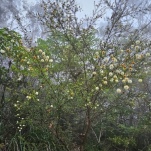 Acacia ulicifolia at Blue Mountains National Park - 17 Apr 2024 07:13 AM