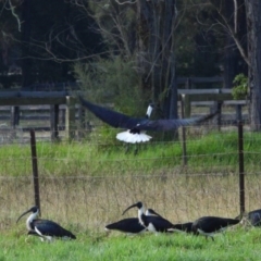 Threskiornis spinicollis (Straw-necked Ibis) at Oakdale, NSW - 17 Apr 2024 by bufferzone