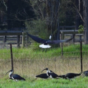 Threskiornis spinicollis at Wollondilly Local Government Area - 18 Apr 2024