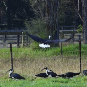Threskiornis spinicollis (Straw-necked Ibis) at Wollondilly Local Government Area by bufferzone