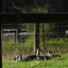 Threskiornis spinicollis at Wollondilly Local Government Area - suppressed