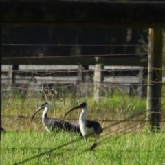 Threskiornis spinicollis at Wollondilly Local Government Area - suppressed