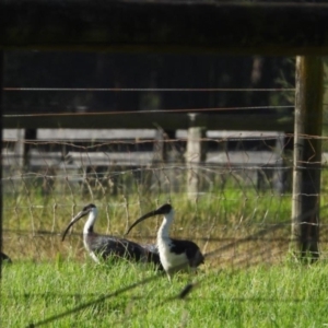 Threskiornis spinicollis at Wollondilly Local Government Area - 18 Apr 2024