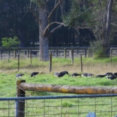 Threskiornis spinicollis at Wollondilly Local Government Area - suppressed