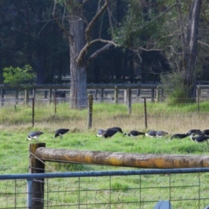 Threskiornis spinicollis at Wollondilly Local Government Area - suppressed