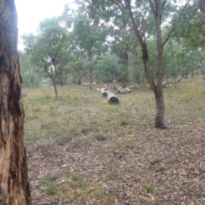 Macropus giganteus at Watson, ACT - 18 Apr 2024