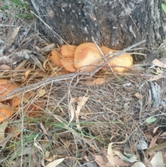 Gymnopilus junonius (Spectacular Rustgill) at Watson, ACT - 17 Apr 2024 by AdrianM