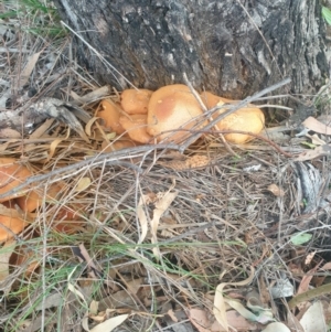 Unidentified Fungus at Watson, ACT by AdrianM