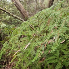 Gleichenia microphylla at Blue Mountains National Park - 17 Apr 2024 by MatthewFrawley