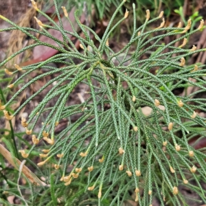 Pseudolycopodium densum at Blue Mountains National Park - 17 Apr 2024