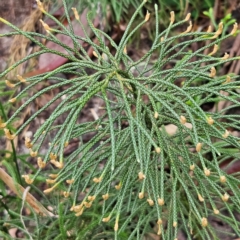 Unidentified Plant at Katoomba, NSW - 16 Apr 2024 by MatthewFrawley