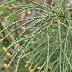 Pseudolycopodium densum at Blue Mountains National Park - suppressed