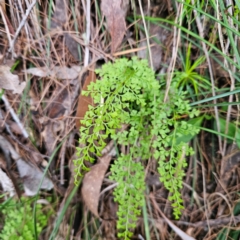 Lindsaea microphylla (Lacy Wedge-fern) at Blue Mountains National Park - 17 Apr 2024 by MatthewFrawley