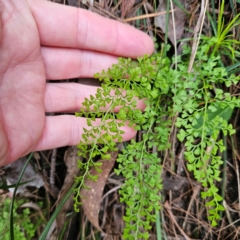 Lindsaea microphylla at Blue Mountains National Park - 17 Apr 2024 07:43 AM