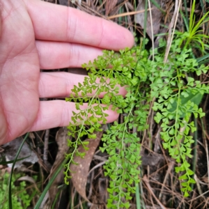 Lindsaea microphylla at Blue Mountains National Park - 17 Apr 2024