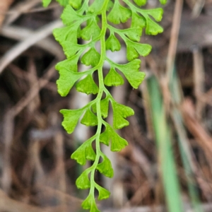 Lindsaea microphylla at Blue Mountains National Park - 17 Apr 2024 07:43 AM