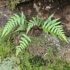 Dicksonia antarctica at Blue Mountains National Park - 17 Apr 2024 by MatthewFrawley