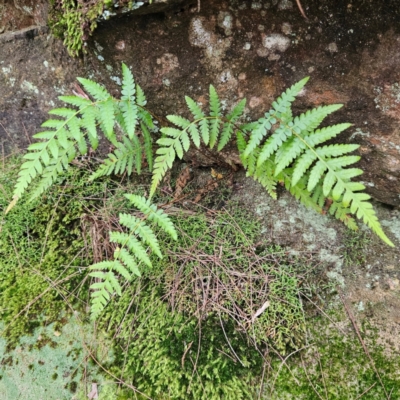 Dicksonia antarctica at Blue Mountains National Park - 16 Apr 2024 by MatthewFrawley