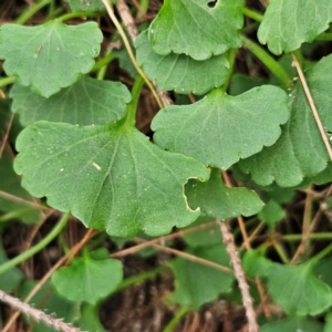 Viola hederacea at Blue Mountains National Park - 17 Apr 2024 07:47 AM