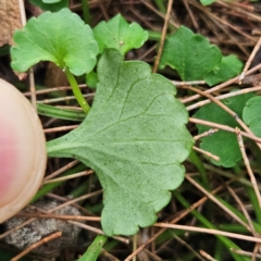 Viola hederacea at Blue Mountains National Park - 17 Apr 2024 07:47 AM