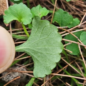 Viola hederacea at Blue Mountains National Park - 17 Apr 2024 07:47 AM