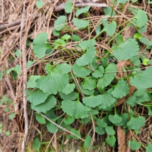 Viola hederacea at Blue Mountains National Park - 17 Apr 2024 07:47 AM