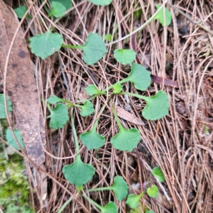 Viola hederacea at Blue Mountains National Park - 17 Apr 2024 07:47 AM