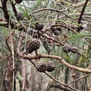 Allocasuarina littoralis at Blue Mountains National Park - 17 Apr 2024 07:51 AM