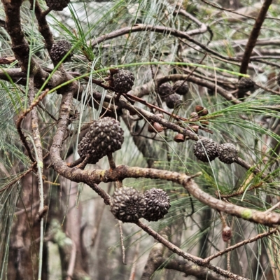 Allocasuarina littoralis (Black She-oak) at Blue Mountains National Park - 16 Apr 2024 by MatthewFrawley