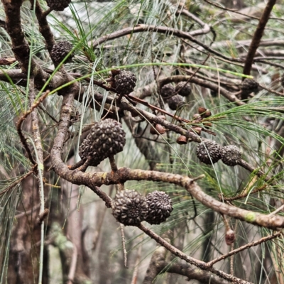 Allocasuarina littoralis (Black She-oak) at Blue Mountains National Park - 17 Apr 2024 by MatthewFrawley