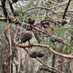 Unidentified Other Tree at Katoomba, NSW - 16 Apr 2024 by MatthewFrawley