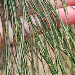 Allocasuarina littoralis at Blue Mountains National Park - 17 Apr 2024 07:51 AM