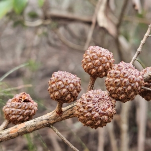 Allocasuarina littoralis at Blue Mountains National Park - 17 Apr 2024