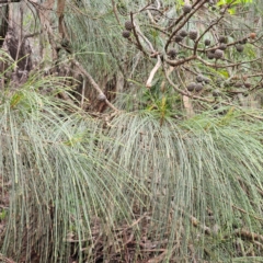 Allocasuarina littoralis at Blue Mountains National Park - 17 Apr 2024 07:51 AM