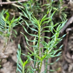 Lomandra obliqua (Twisted Matrush) at Katoomba, NSW - 16 Apr 2024 by MatthewFrawley